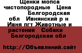 Щенки мопса чистопородные › Цена ­ 11 000 - Белгородская обл., Ивнянский р-н, Ивня пгт Животные и растения » Собаки   . Белгородская обл.